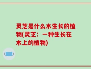 灵芝是什么木生长的植物(灵芝：一种生长在木上的植物)