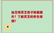 仙芝楼灵芝孢子胶囊图片？了解灵芝的养生保健？