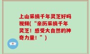 上山采摘千年灵芝好吗视频(“亲历采摘千年灵芝！感受大自然的神奇力量！”)