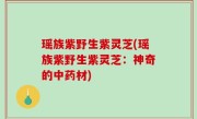 瑶族紫野生紫灵芝(瑶族紫野生紫灵芝：神奇的中药材)