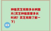 种植灵芝周期多长啊图片(灵芝种植需要多长时间？灵芝周期了解一下)