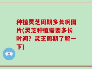 种植灵芝周期多长啊图片(灵芝种植需要多长时间？灵芝周期了解一下)