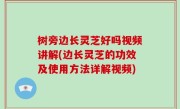 树旁边长灵芝好吗视频讲解(边长灵芝的功效及使用方法详解视频)