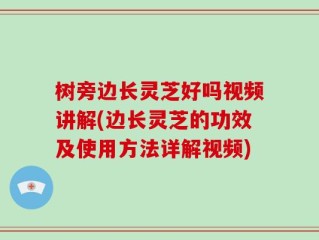 树旁边长灵芝好吗视频讲解(边长灵芝的功效及使用方法详解视频)