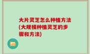 大片灵芝怎么种植方法(大规模种植灵芝的步骤和方法)