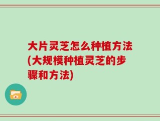大片灵芝怎么种植方法(大规模种植灵芝的步骤和方法)