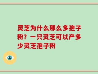 灵芝为什么那么多孢子粉？一只灵芝可以产多少灵芝孢子粉