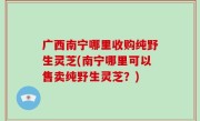 广西南宁哪里收购纯野生灵芝(南宁哪里可以售卖纯野生灵芝？)
