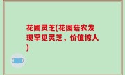 花圃灵芝(花园菇农发现罕见灵芝，价值惊人)