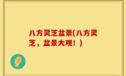 八方灵芝盆景(八方灵芝，盆景大观！)