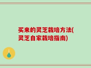 买来的灵芝栽培方法(灵芝自家栽培指南)