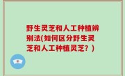 野生灵芝和人工种植辨别法(如何区分野生灵芝和人工种植灵芝？)