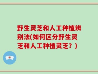 野生灵芝和人工种植辨别法(如何区分野生灵芝和人工种植灵芝？)