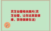 灵芝谷醋相关图片(灵芝谷醋，让你远离亚健康，获得健康生活)
