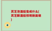 灵芝泡酒后变成什么(灵芝酿酒后惊现新面貌)