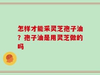 怎样才能采灵芝孢子油？孢子油是用灵芝做的吗