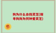 狗为什么会找灵芝(探寻狗狗为何钟爱灵芝)