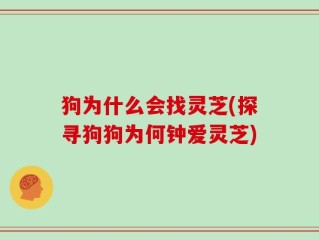 狗为什么会找灵芝(探寻狗狗为何钟爱灵芝)