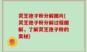 灵芝孢子粉分解图片(灵芝孢子粉分解过程图解，了解灵芝孢子粉的奥秘)