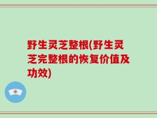 野生灵芝整根(野生灵芝完整根的恢复价值及功效)