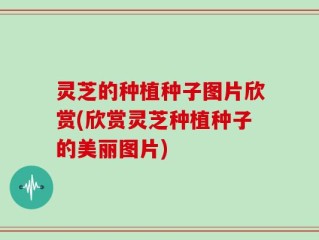 灵芝的种植种子图片欣赏(欣赏灵芝种植种子的美丽图片)