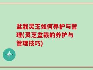 盆栽灵芝如何养护与管理(灵芝盆栽的养护与管理技巧)