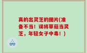 真的出灵芝的图片(准备不当！误将草菇当灵芝，年轻女子中毒！)