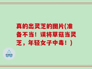 真的出灵芝的图片(准备不当！误将草菇当灵芝，年轻女子中毒！)