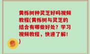 黄栎树种灵芝好吗视频教程(黄栎树与灵芝的结合有哪些好处？学习视频教程，快速了解！)