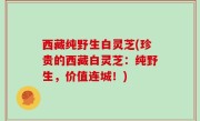 西藏纯野生白灵芝(珍贵的西藏白灵芝：纯野生，价值连城！)