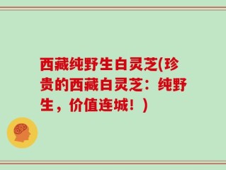 西藏纯野生白灵芝(珍贵的西藏白灵芝：纯野生，价值连城！)