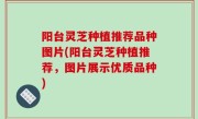 阳台灵芝种植推荐品种图片(阳台灵芝种植推荐，图片展示优质品种)