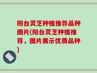 阳台灵芝种植推荐品种图片(阳台灵芝种植推荐，图片展示优质品种)