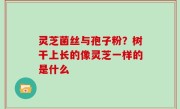 灵芝菌丝与孢子粉？树干上长的像灵芝一样的是什么