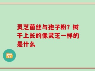 灵芝菌丝与孢子粉？树干上长的像灵芝一样的是什么