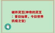 破开灵芝(神奇的灵芝：昔日仙草，今日世界抗疫之宝)