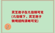 灵芝孢子在几倍镜可见(几倍镜下，灵芝孢子微观结构清晰可见)