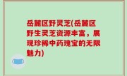 岳麓区野灵芝(岳麓区野生灵芝资源丰富，展现珍稀中药瑰宝的无限魅力)