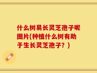 什么树易长灵芝孢子呢图片(种植什么树有助于生长灵芝孢子？)