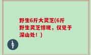 野生6斤大灵芝(6斤野生灵芝惊现，仅见于深山处！)