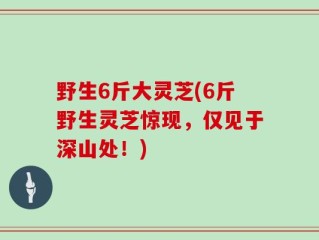 野生6斤大灵芝(6斤野生灵芝惊现，仅见于深山处！)