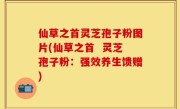 仙草之首灵芝孢子粉图片(仙草之首  灵芝孢子粉：强效养生馈赠)