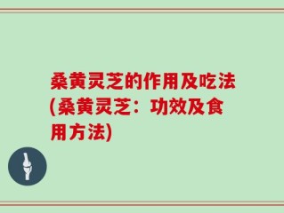 桑黄灵芝的作用及吃法(桑黄灵芝：功效及食用方法)