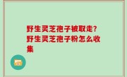 野生灵芝孢子被取走？野生灵芝孢子粉怎么收集