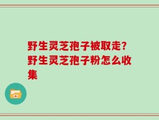 野生灵芝孢子被取走？野生灵芝孢子粉怎么收集