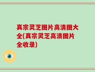 真宗灵芝图片高清图大全(真宗灵芝高清图片全收录)