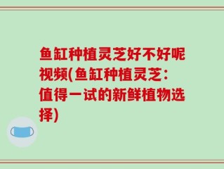 鱼缸种植灵芝好不好呢视频(鱼缸种植灵芝：值得一试的新鲜植物选择)