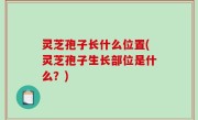 灵芝孢子长什么位置(灵芝孢子生长部位是什么？)