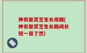 神农架灵芝生长周期(神农架灵芝生长期间长短一目了然)