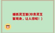 捕抓灵芝蟹(珍贵灵芝蟹现身，让人惊叹！)